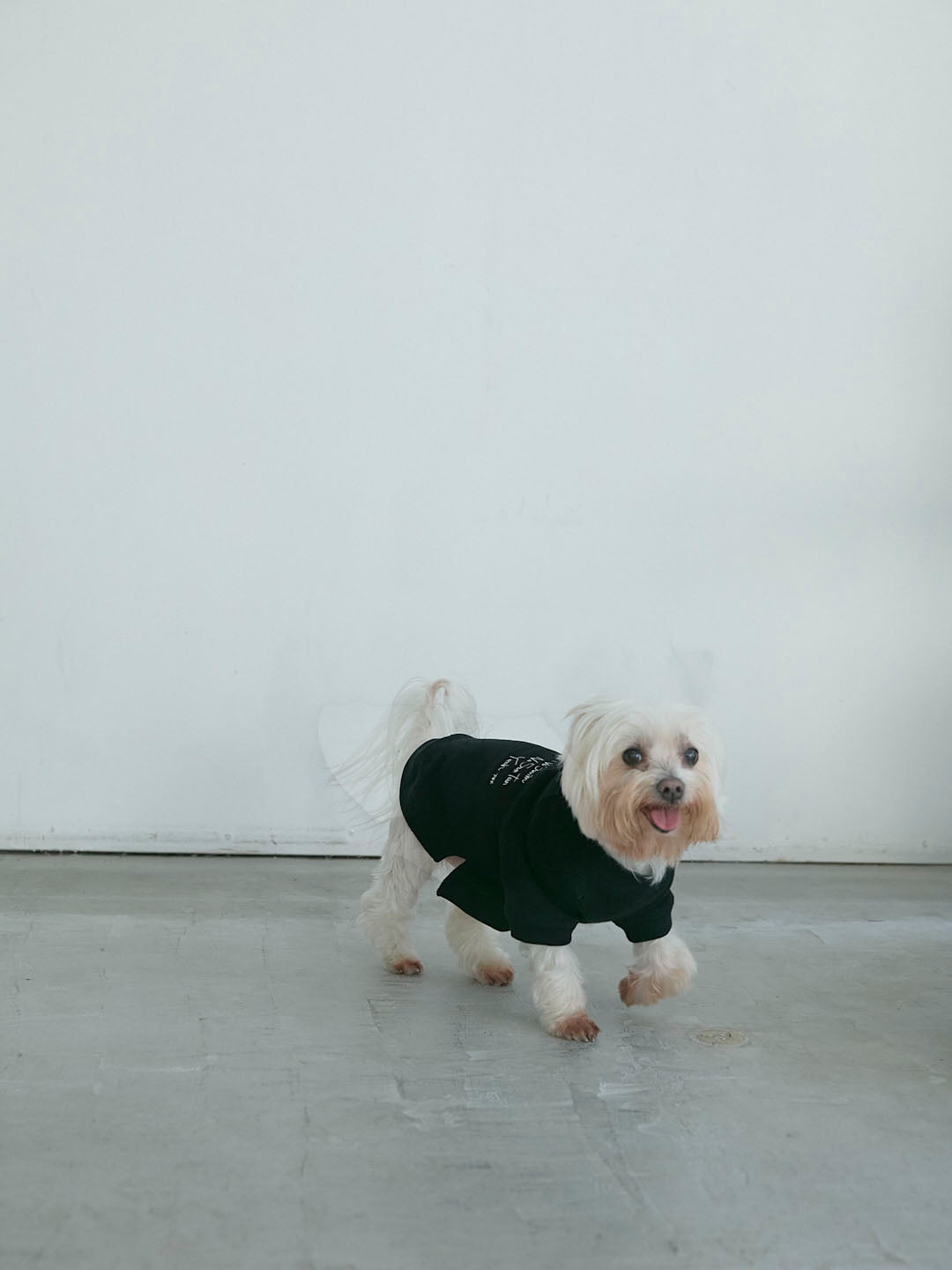 No Swim Club Dog wear(G0135-J1CO02)